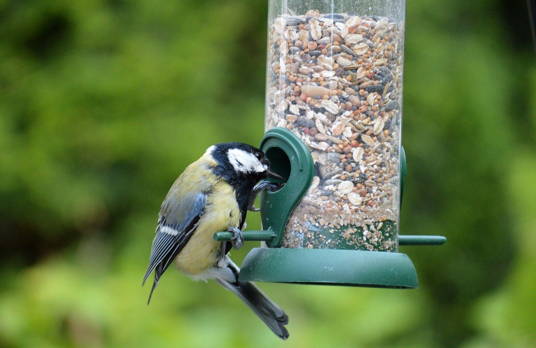 Volierendraht im Garten: Anwendung und Vorteile erklärt